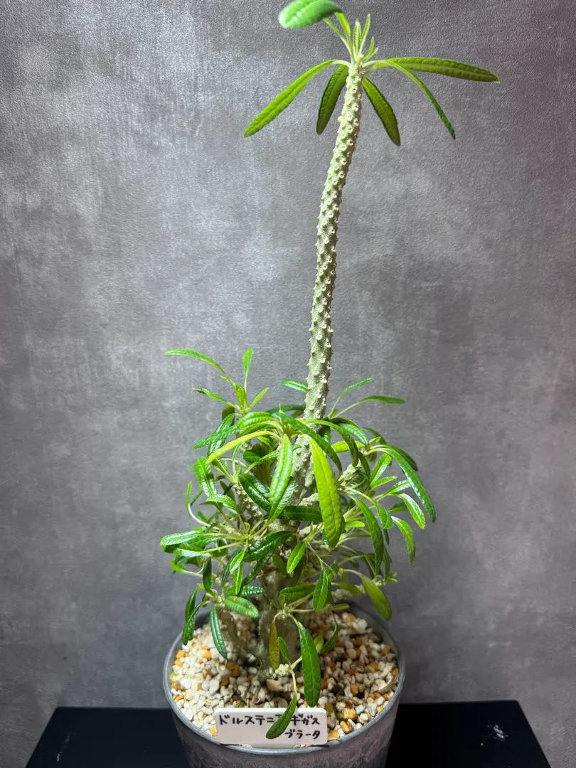 2026年最新】ギガス ブラータの人気アイテム - メルカリ