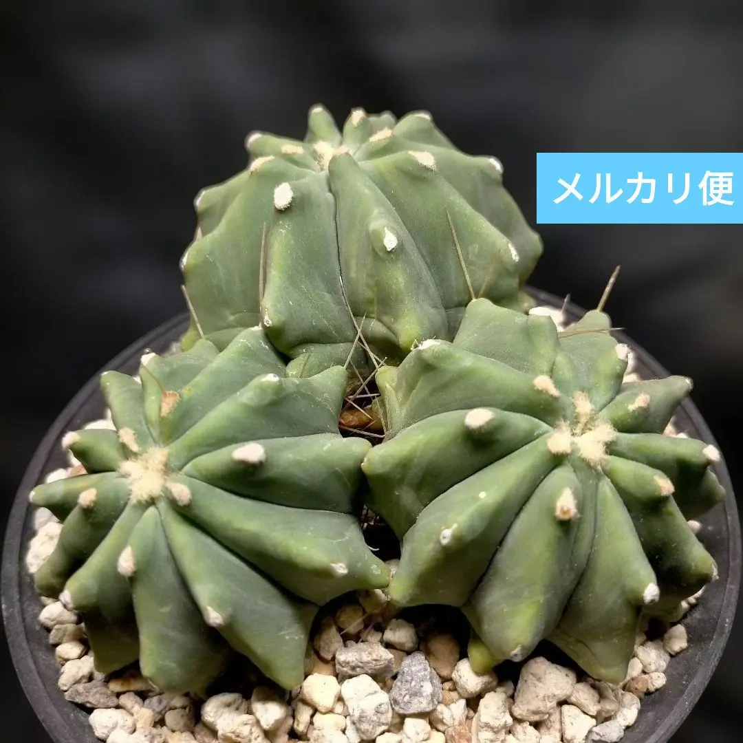 2026年最新】刺無王冠竜の人気アイテム - メルカリ