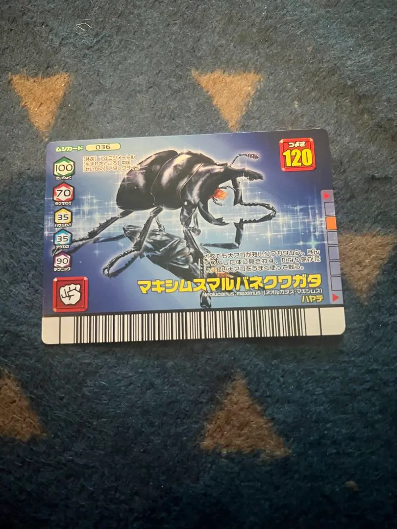 2026年最新】マキシムスマルバネクワガタの人気アイテム - メルカリ