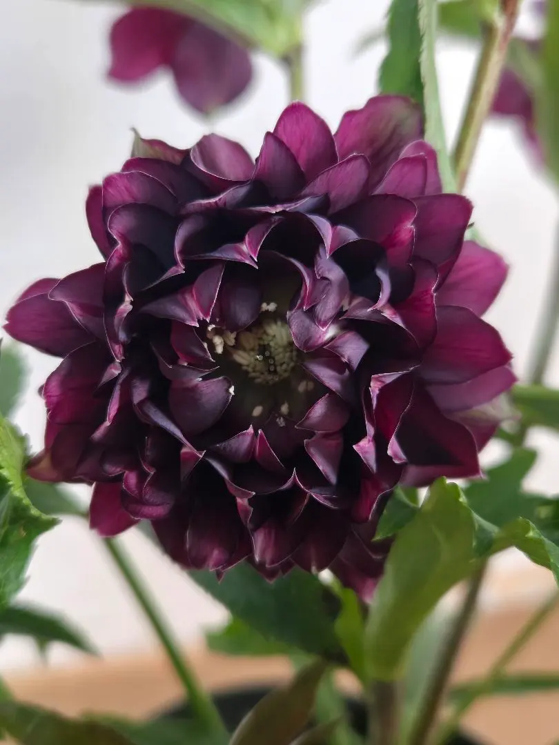 2026年最新】広瀬園芸のクレオパトラの人気アイテム - メルカリ