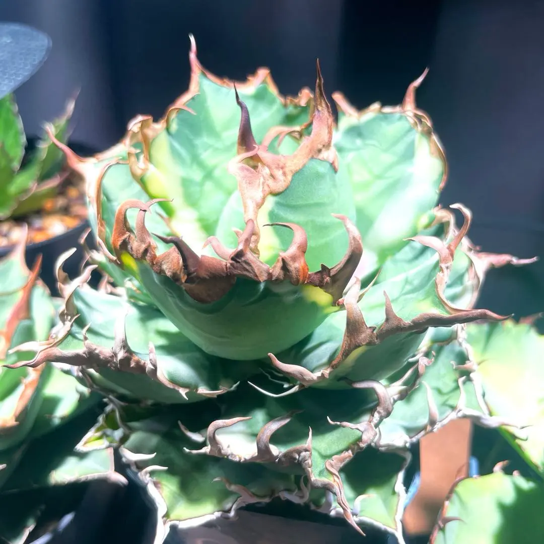 2026年最新】アガベシーザー錦の人気アイテム - メルカリ