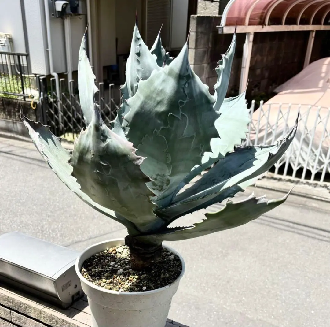 2026年最新】アガベゼブラの人気アイテム - メルカリ