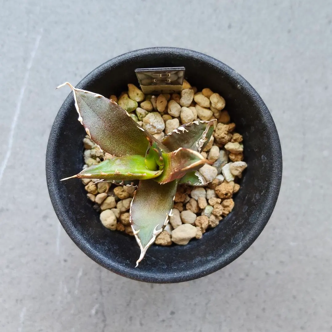 m73776346927_1.jpg?1772716705