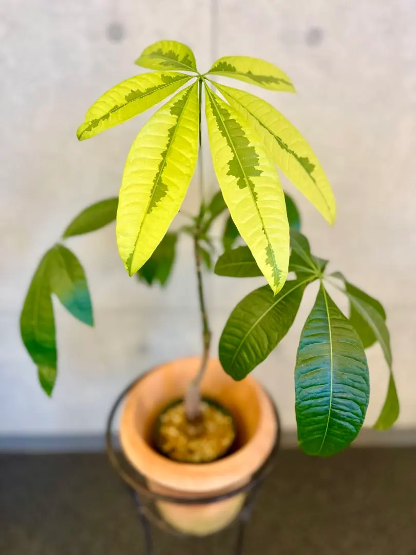 2026年最新】パキラ 実生 ムーンライトの人気アイテム - メルカリ