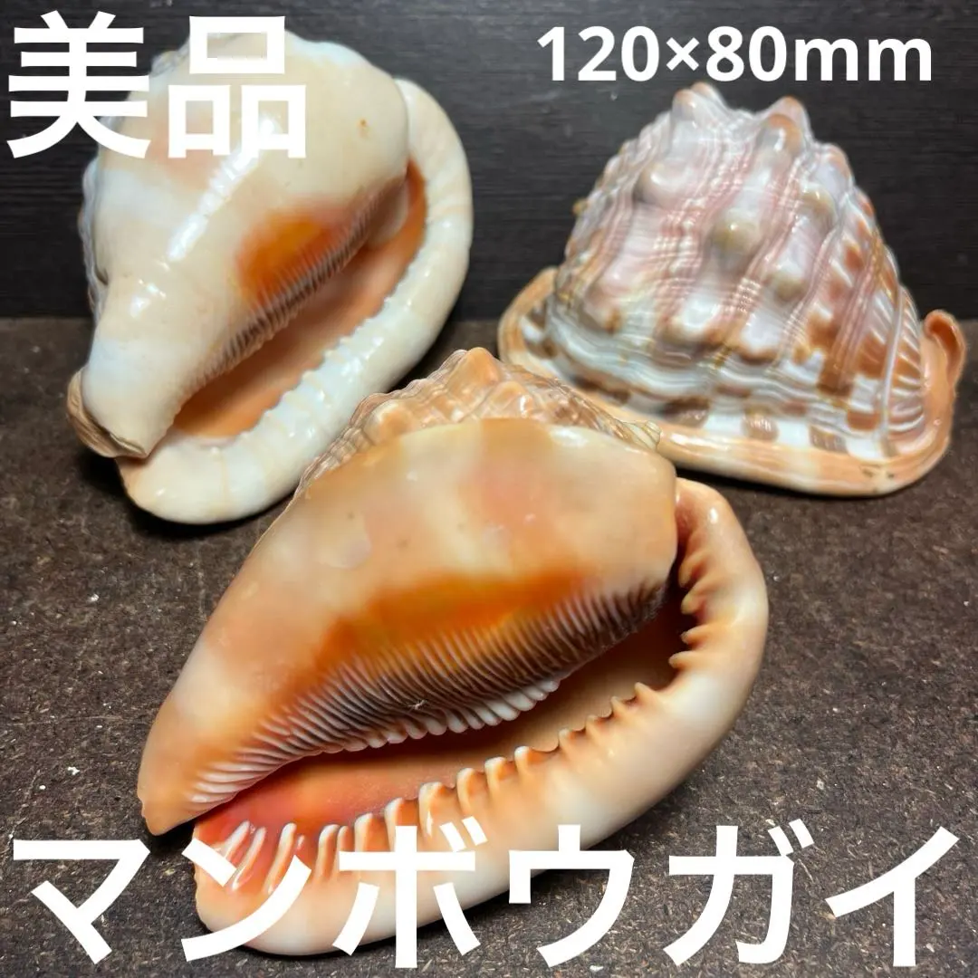 2026年最新】マンボウガイの人気アイテム - メルカリ