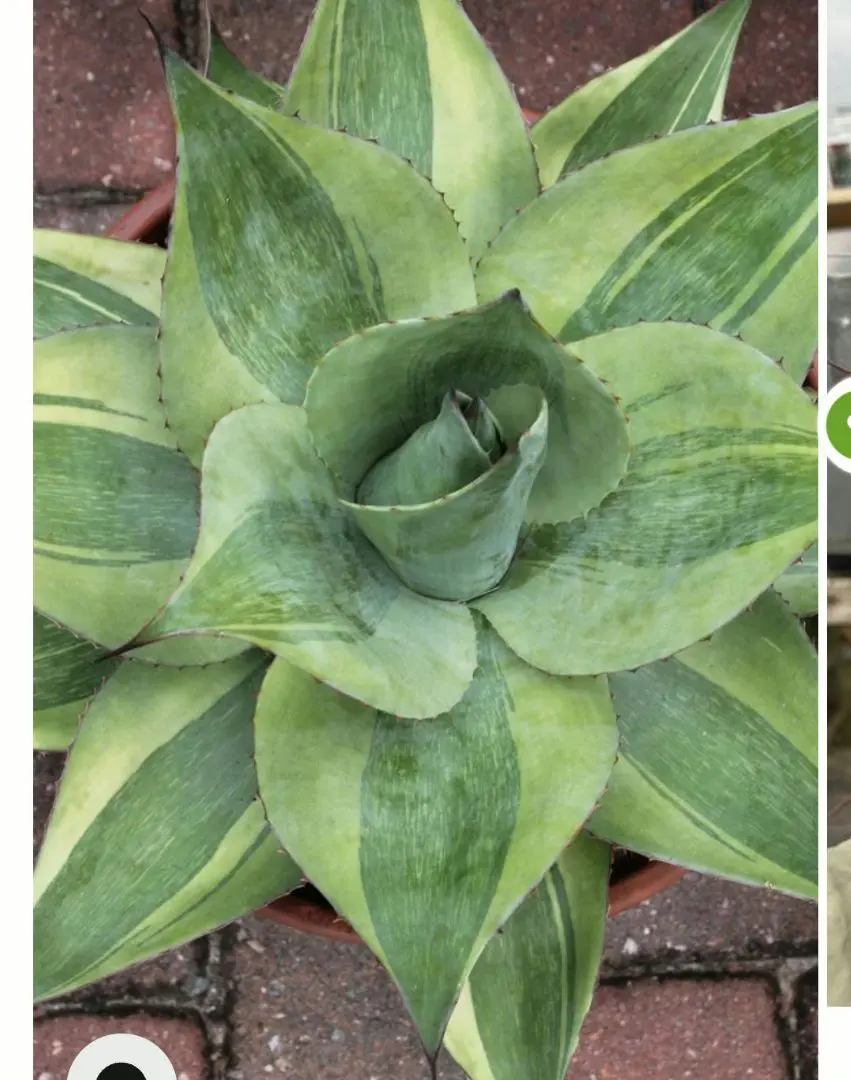 2026年最新】オバティフォリア キラーの人気アイテム - メルカリ