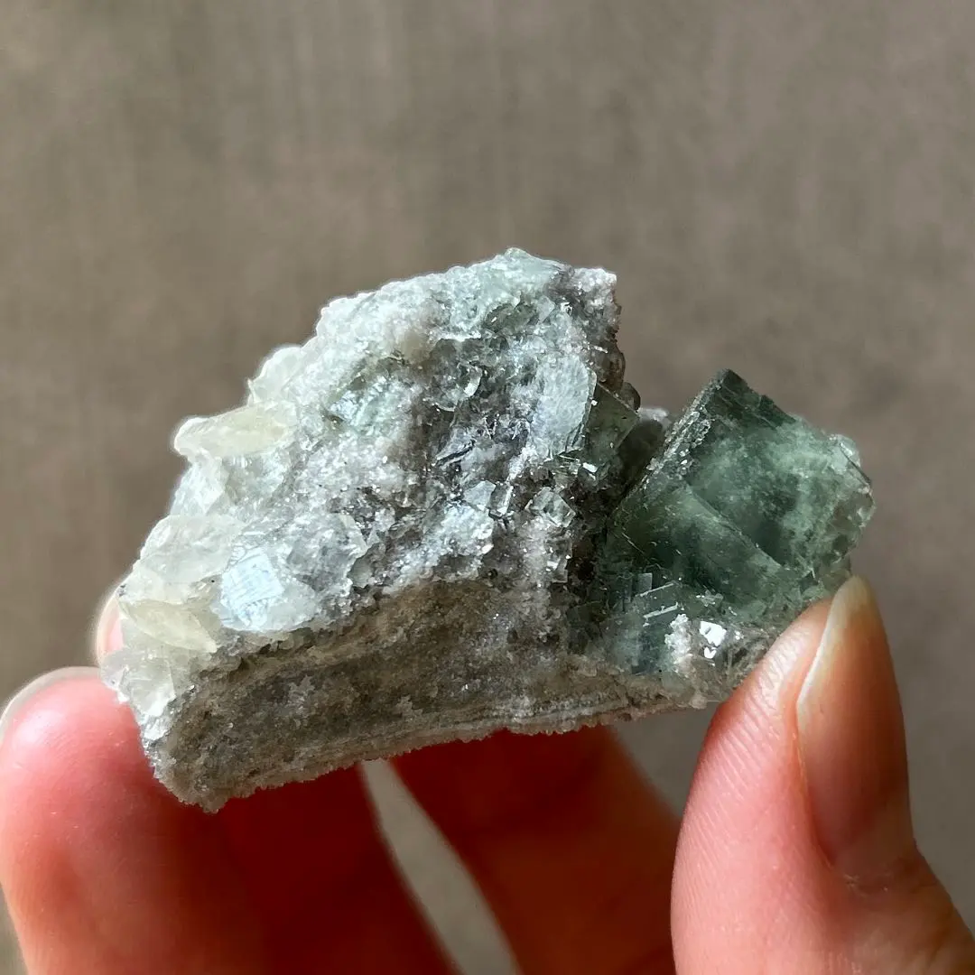 2026年最新】シャンファーリンの人気アイテム - メルカリ