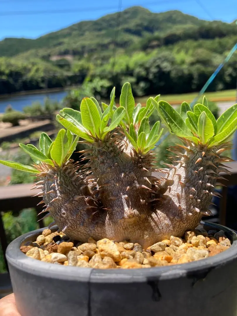 2026年最新】パキポディウム タッキーの人気アイテム - メルカリ