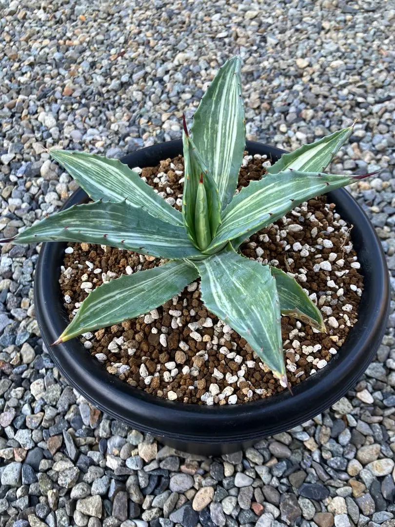 2026年最新】アガベ アメリカーナ縞斑の人気アイテム - メルカリ