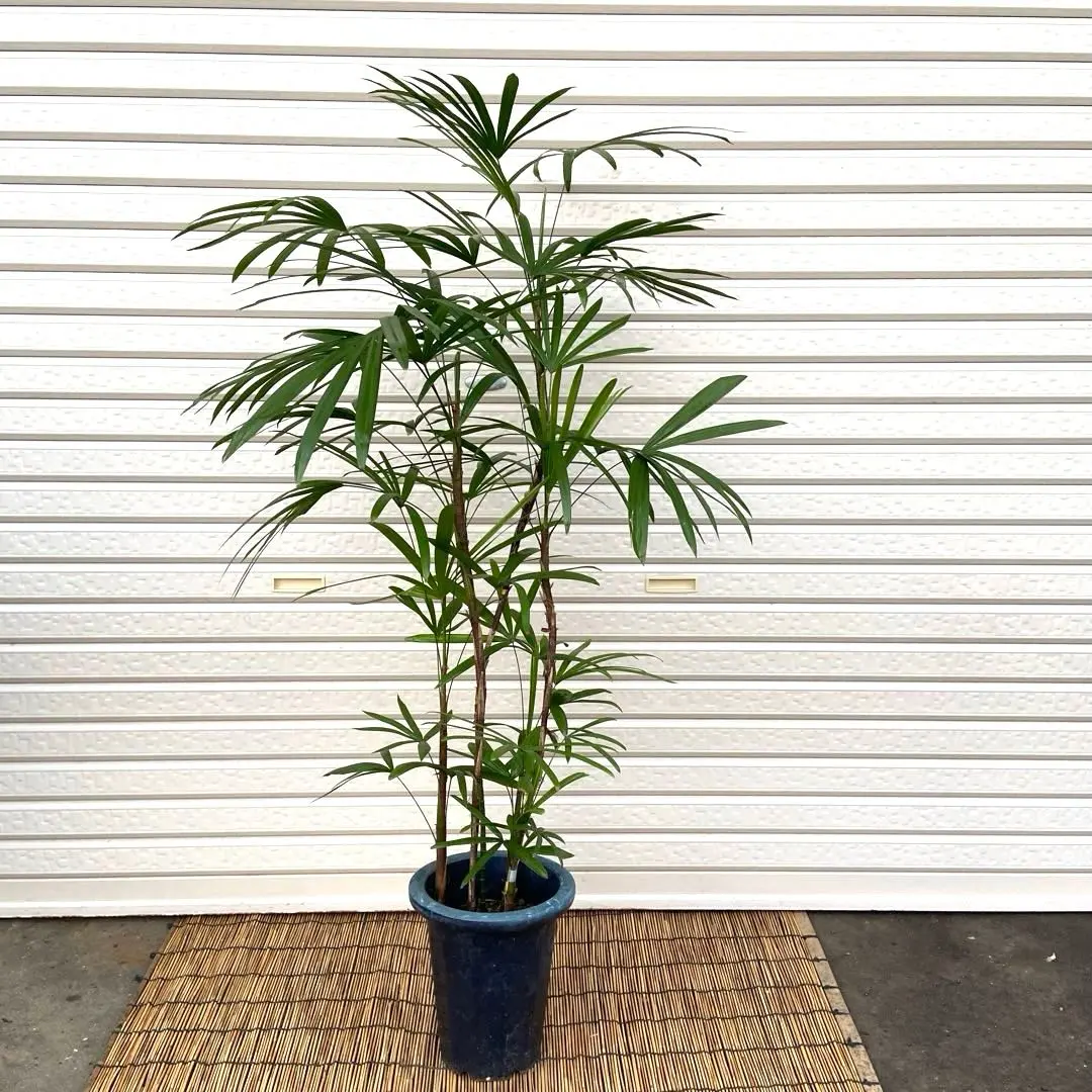 2026年最新】観葉植物 棕櫚竹 シュロチクの人気アイテム - メルカリ