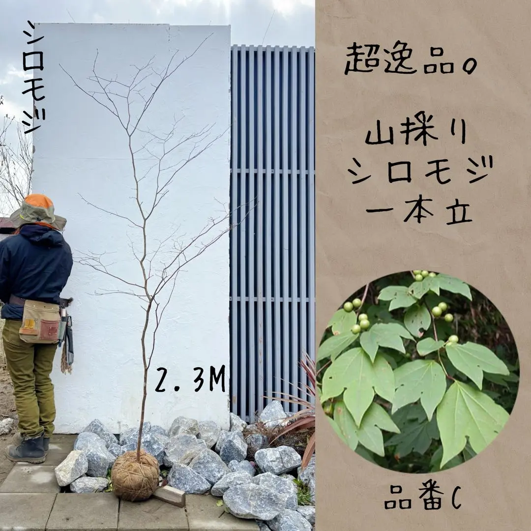 2026年最新】山採り ヤマコウバシの人気アイテム - メルカリ