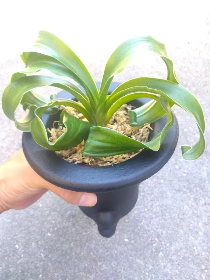 2026年最新】万年青 獅子の人気アイテム - メルカリ