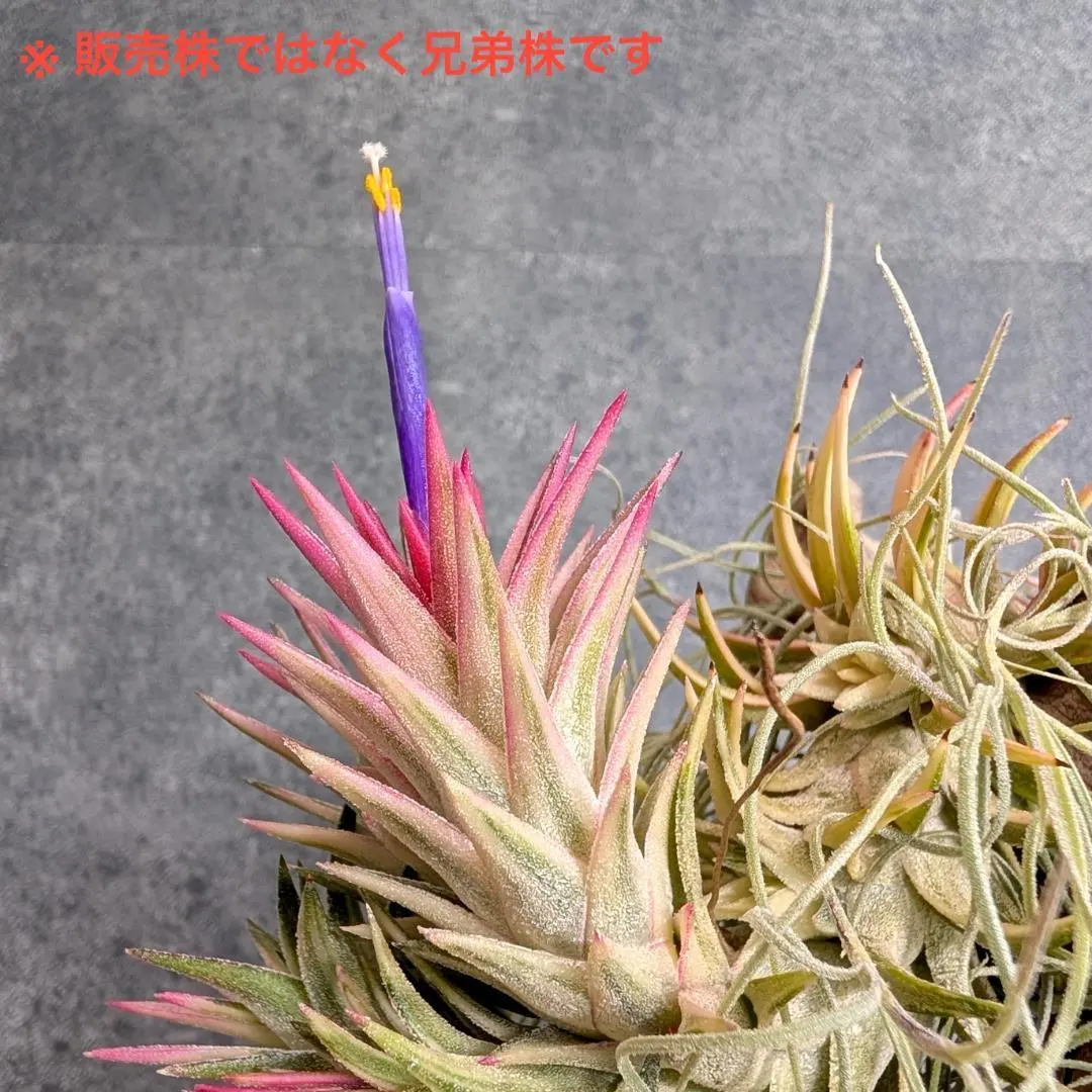 2026年最新】イオナンタ バリエガータの人気アイテム - メルカリ