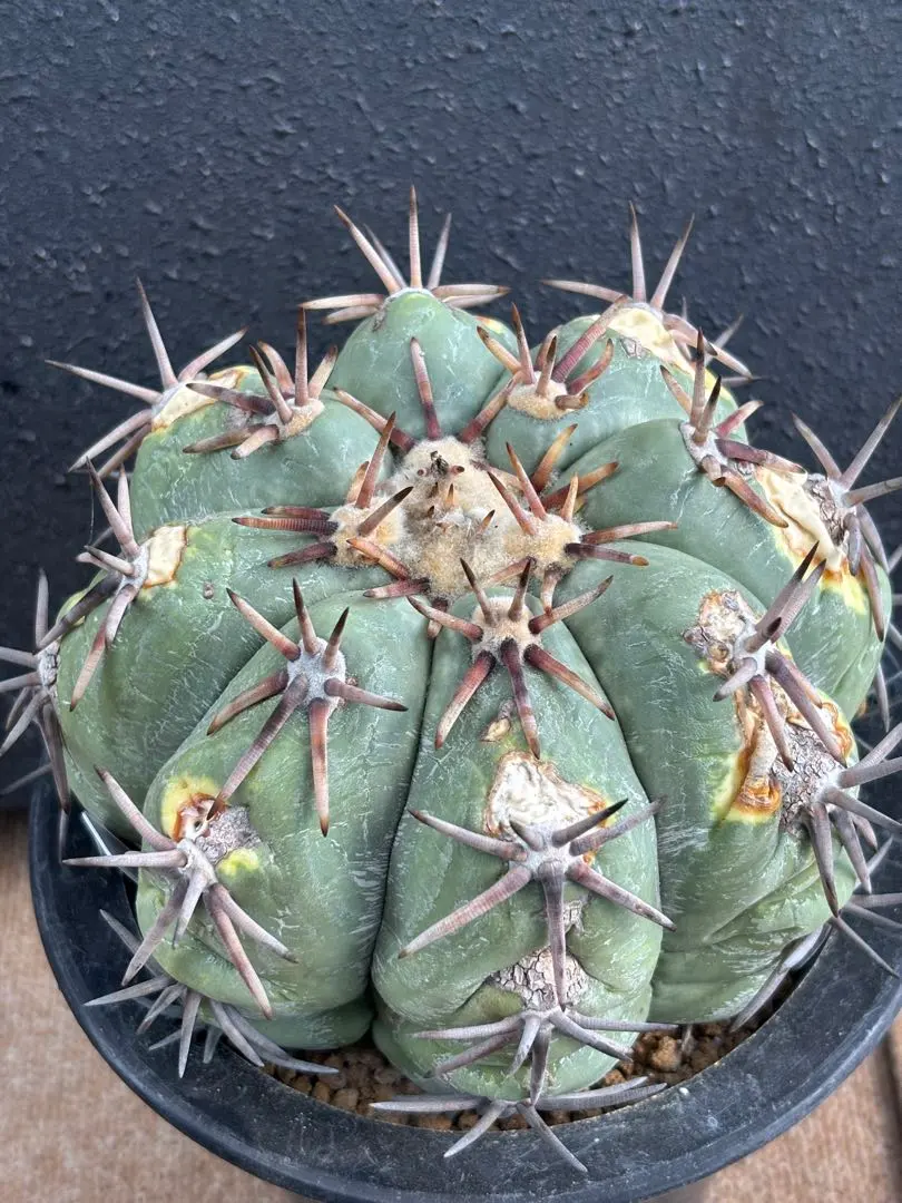 2026年最新】エキノカクタス雷帝の人気アイテム - メルカリ