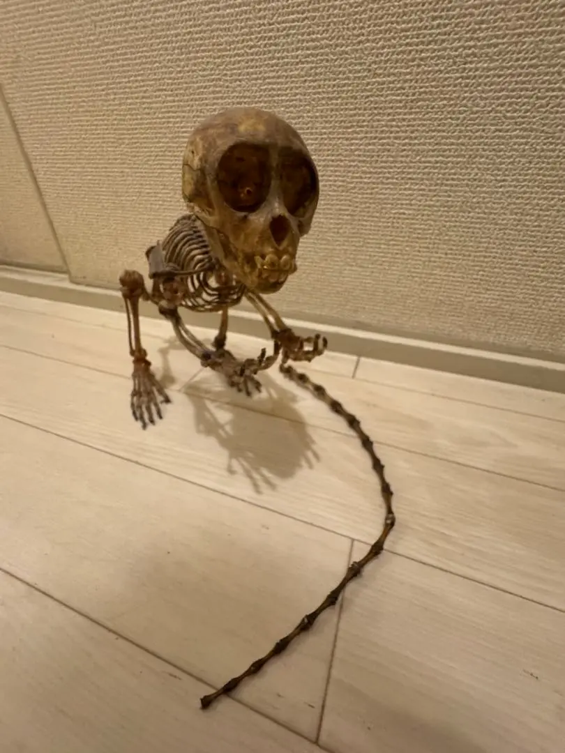 2026年最新】猿 頭蓋骨の人気アイテム - メルカリ