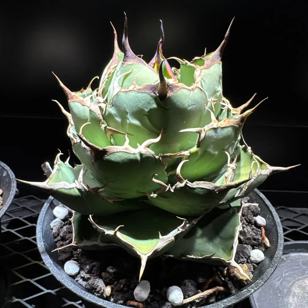 2026年最新】レッドヴェノムアガベの人気アイテム - メルカリ