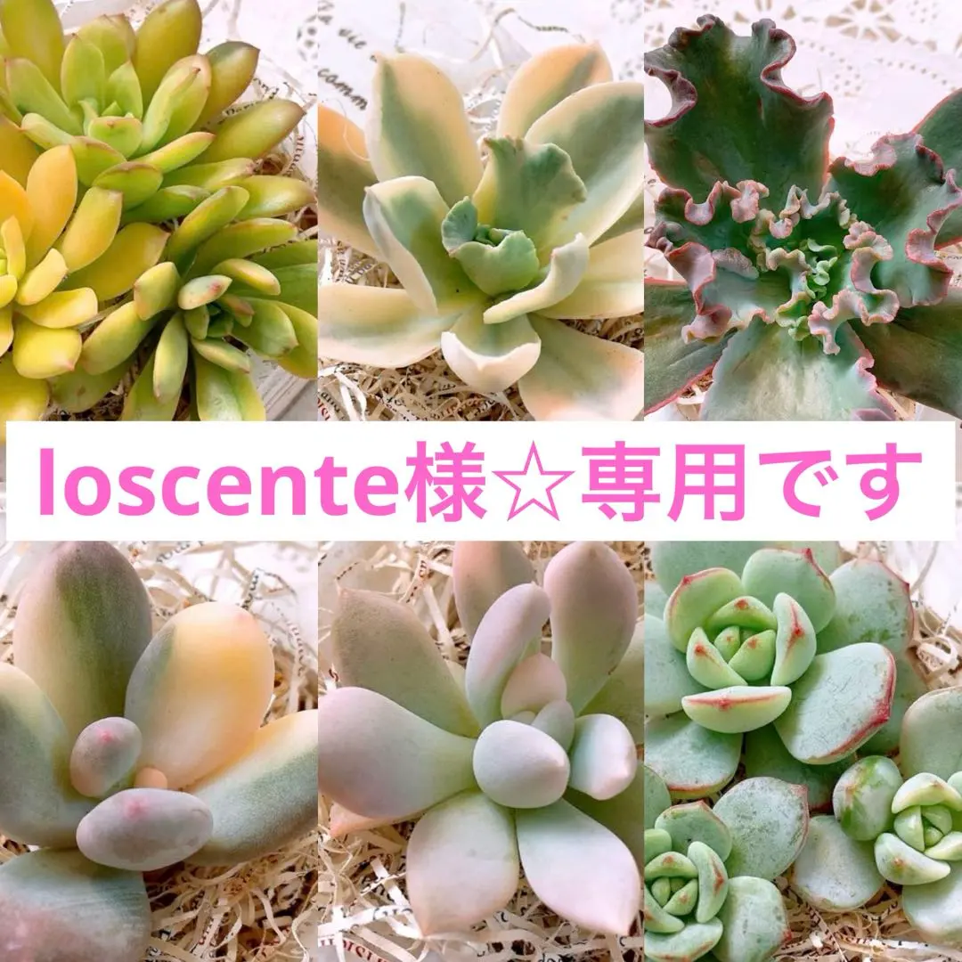 2026年最新】オパリナ錦の人気アイテム - メルカリ