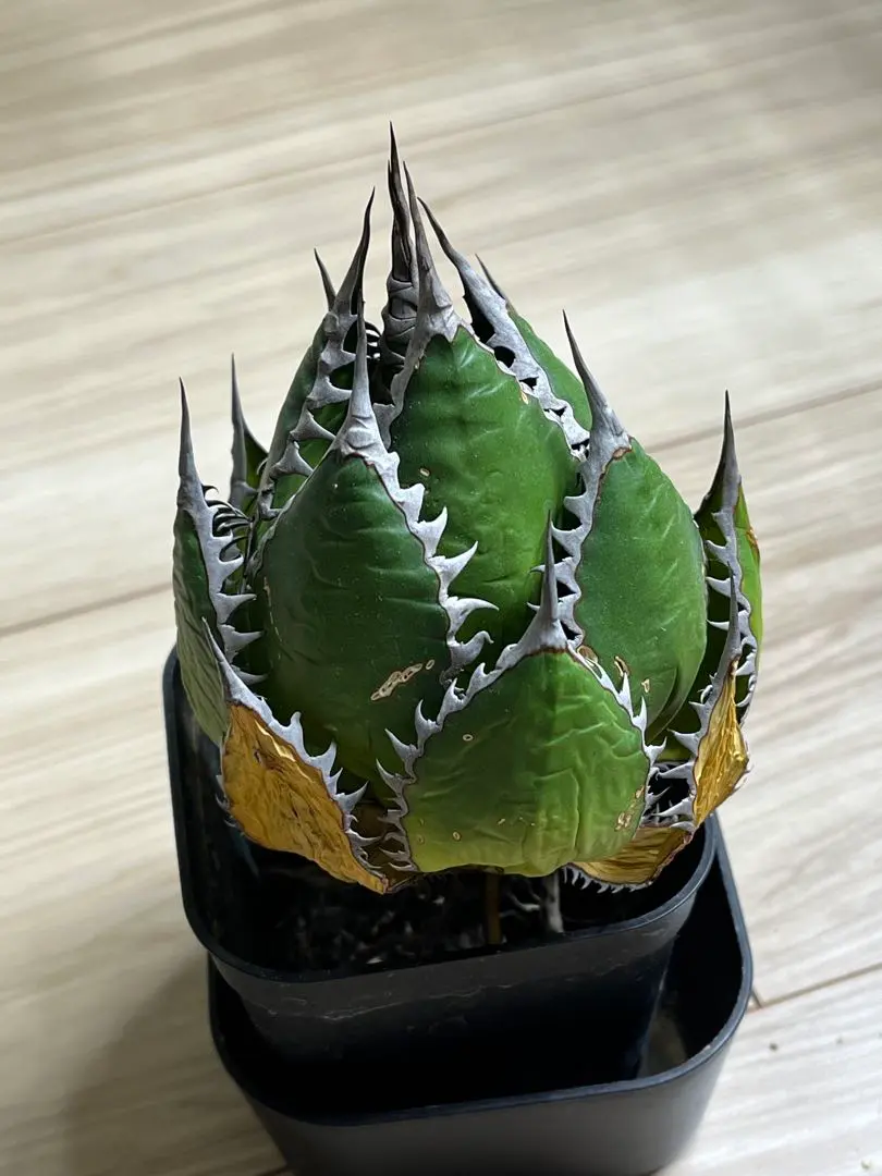 2026年最新】アガベ ホリダ 斑入りの人気アイテム - メルカリ