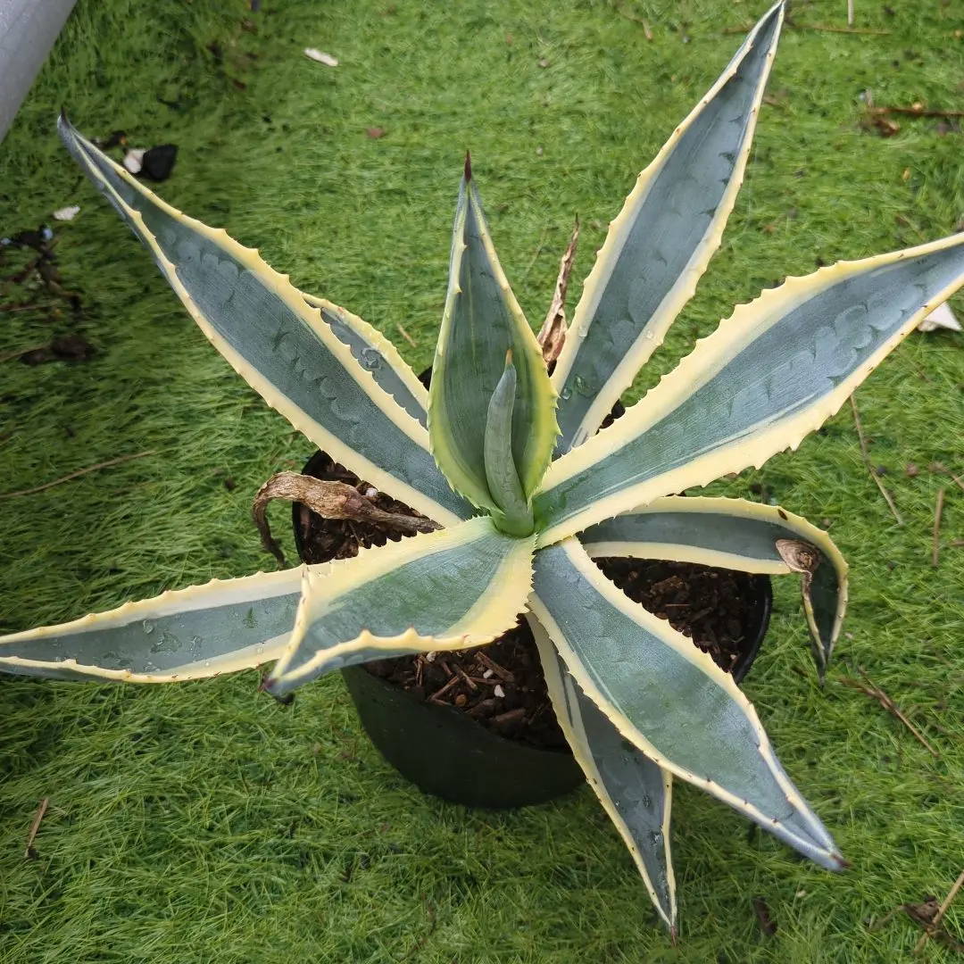 2026年最新】アガベ アメリカーナ バリエガータの人気アイテム - メルカリ