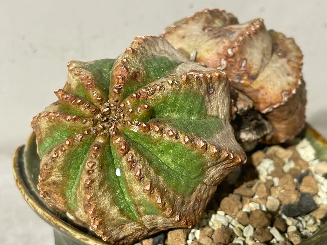 2026年最新】ユーフォルビア オベサ モンストの人気アイテム - メルカリ