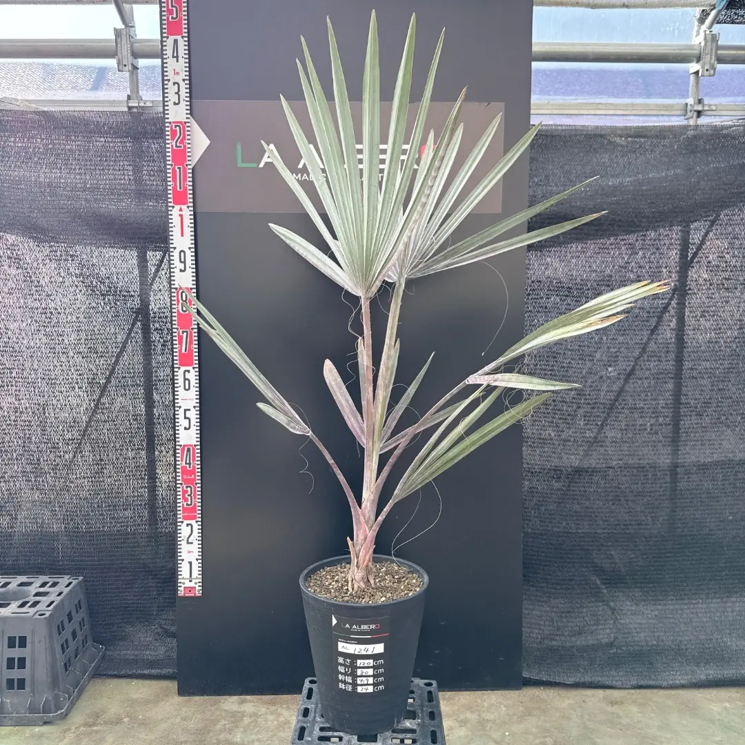 2026年最新】ビスマルキア・シルバーの人気アイテム - メルカリ