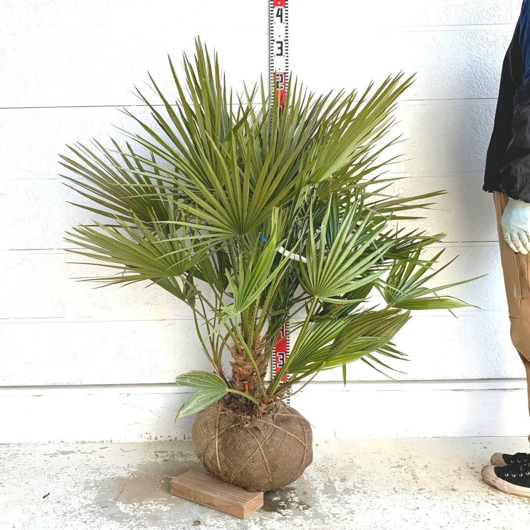 2026年最新】チャメロップスの人気アイテム - メルカリ