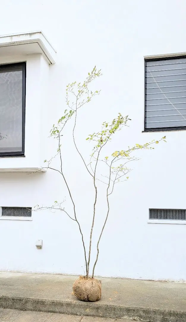 2026年最新】山採りアオハダの人気アイテム - メルカリ