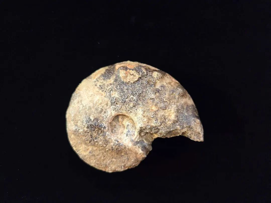 2026年最新】北海道産アンモナイトの人気アイテム - メルカリ