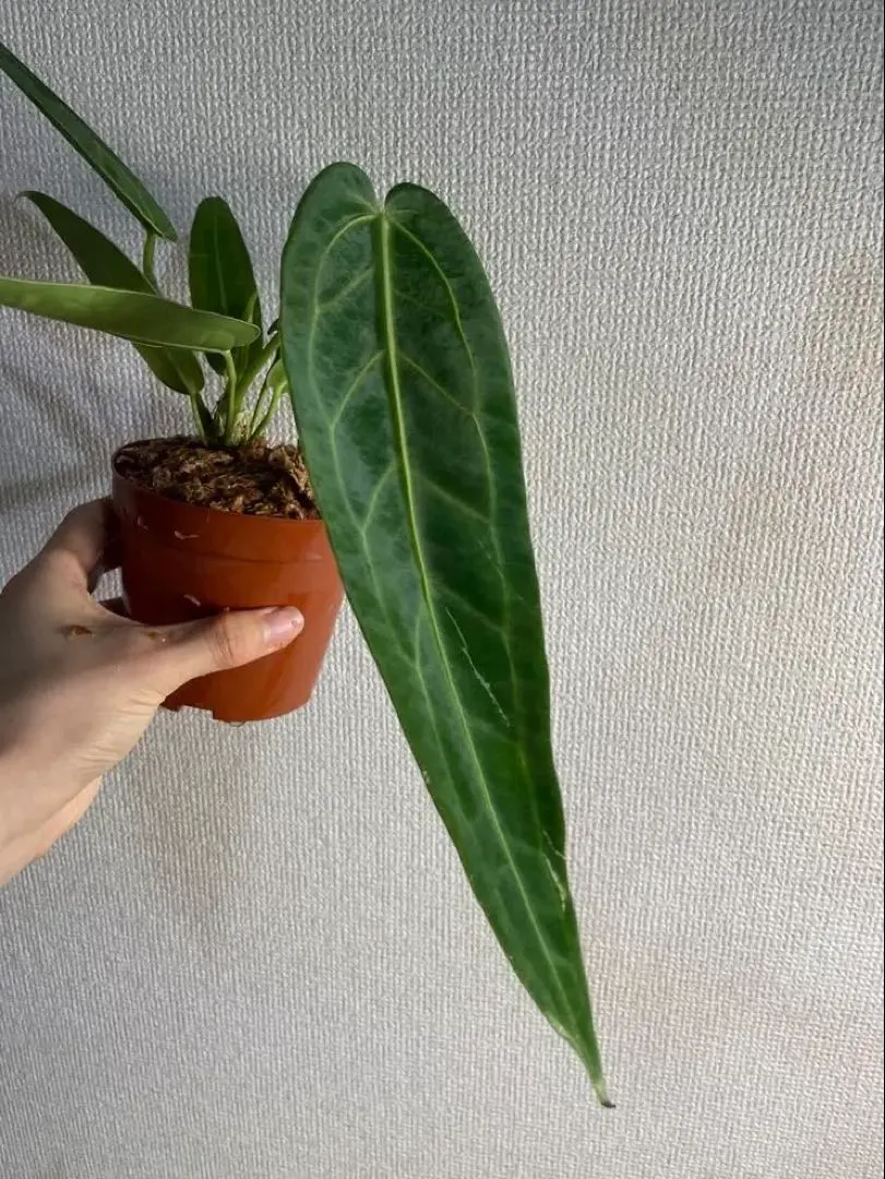 2026年最新】アンスリウムワロクアーナムの人気アイテム - メルカリ