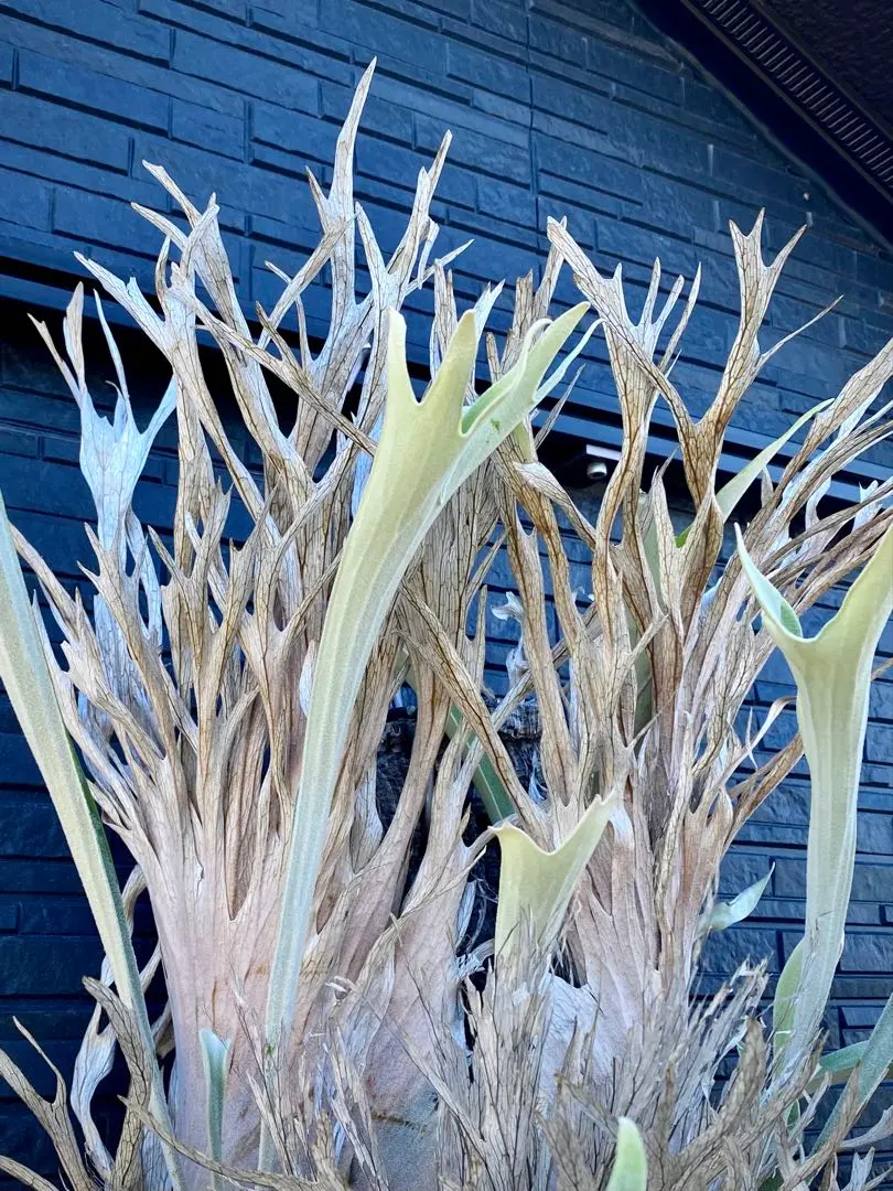 2026年最新】veitchii wild australiaの人気アイテム - メルカリ