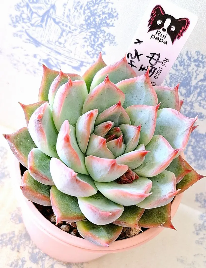 2026年最新】リンゼアナ×そわそわの人気アイテム - メルカリ