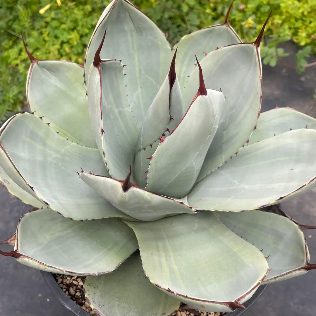 2026年最新】トランカータ 斑入りの人気アイテム - メルカリ