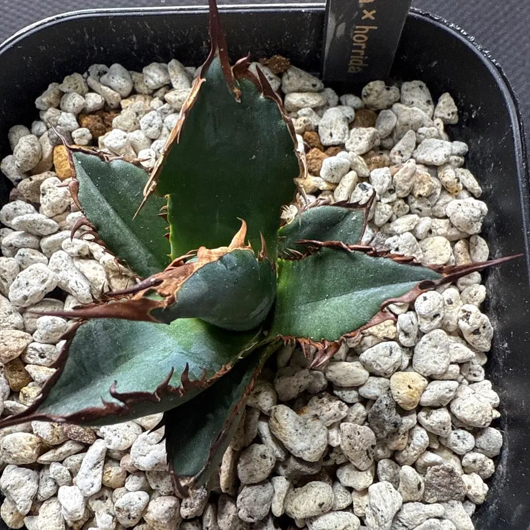 2026年最新】アガベ ホリダ ハイブリッドの人気アイテム - メルカリ