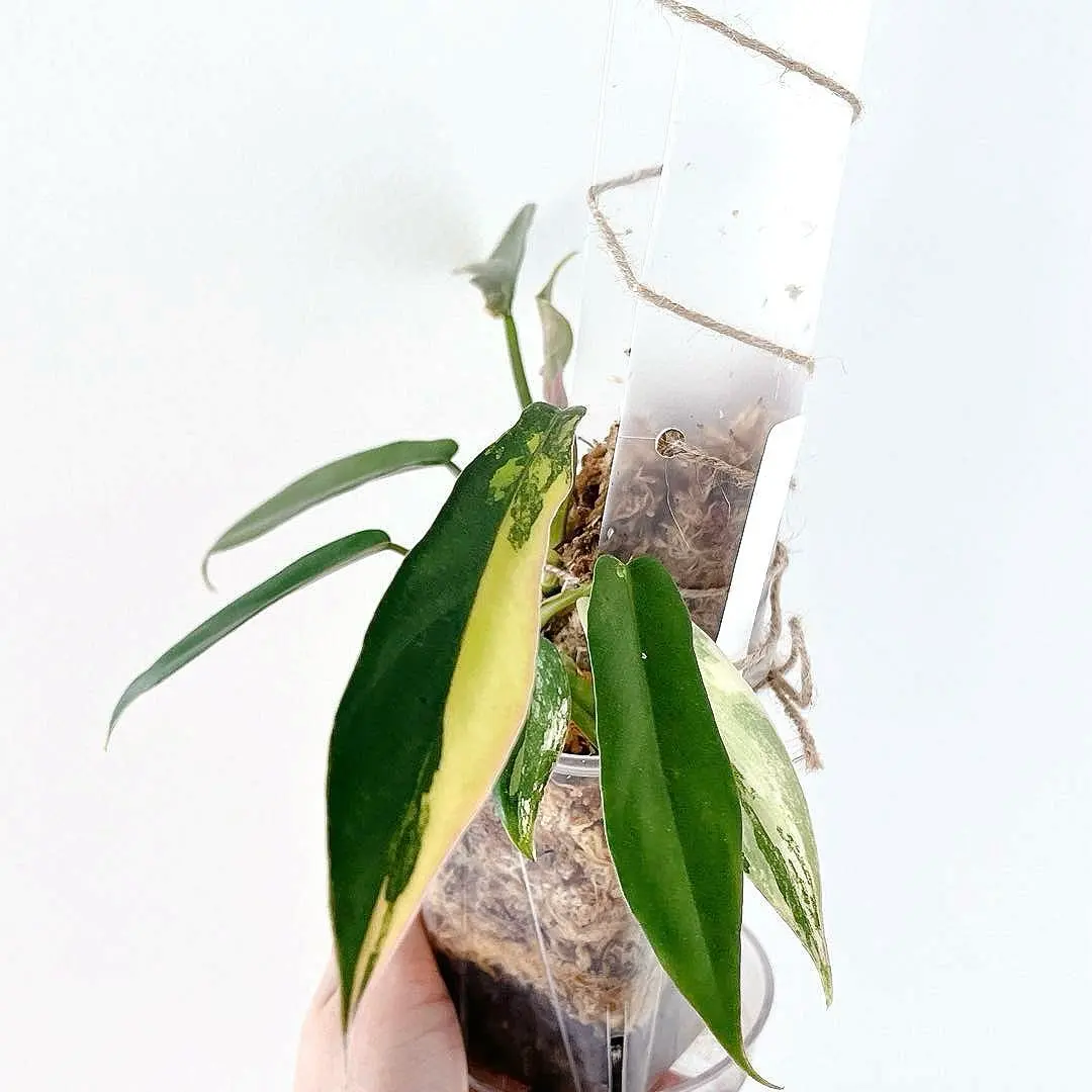 2026年最新】フィロデンドロン トータムの人気アイテム - メルカリ