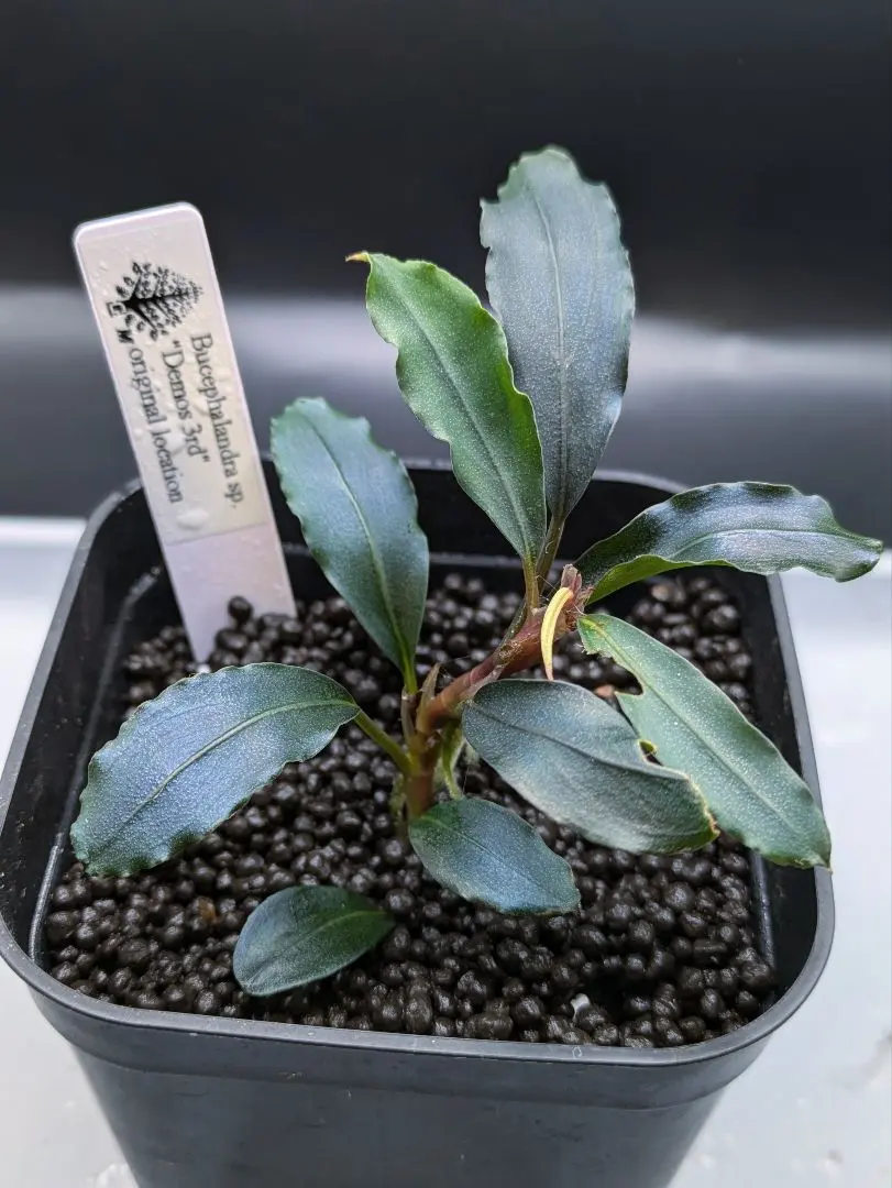 2026年最新】ホマロメナ 正規タグの人気アイテム - メルカリ