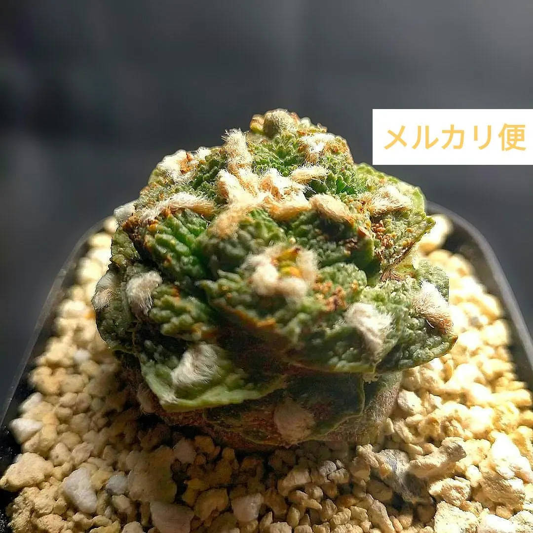 2026年最新】竜角牡丹の人気アイテム - メルカリ