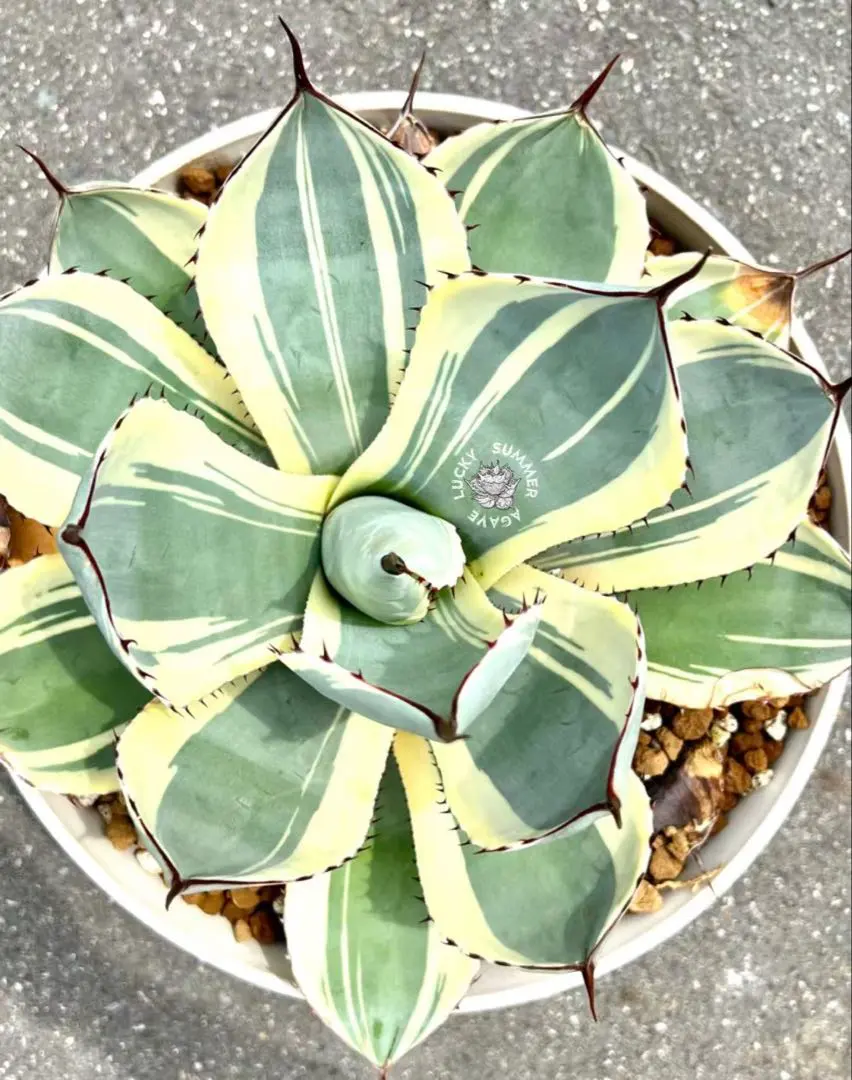 2026年最新】アガベ パリー トランカータ オリザバの人気アイテム