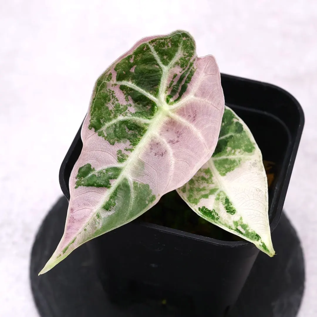 2026年最新】alocasia watsonianaの人気アイテム - メルカリ