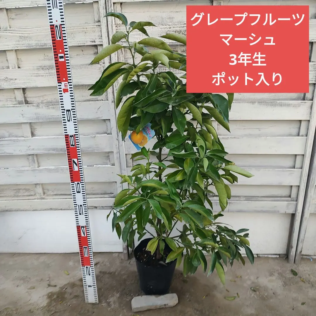 2026年最新】グレープフルーツ苗木の人気アイテム - メルカリ