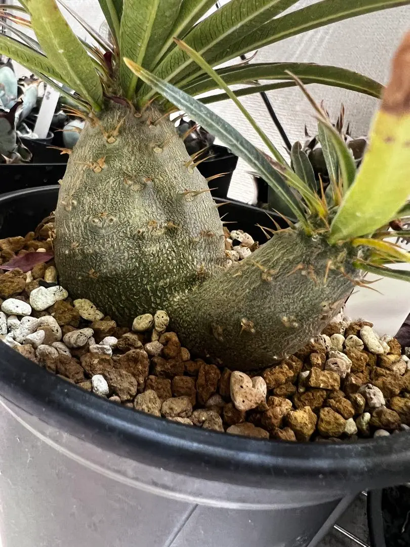 2026年最新】グラキリス 2頭の人気アイテム - メルカリ