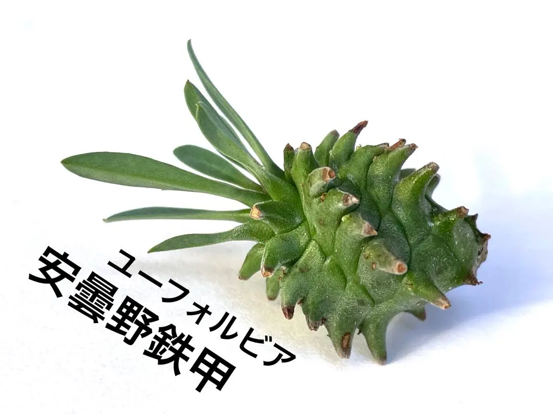 2026年最新】安曇野鉄甲の人気アイテム - メルカリ