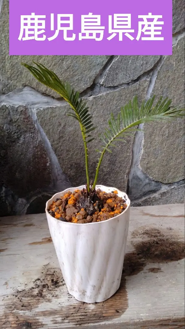 2026年最新】盆栽ソテツの人気アイテム - メルカリ