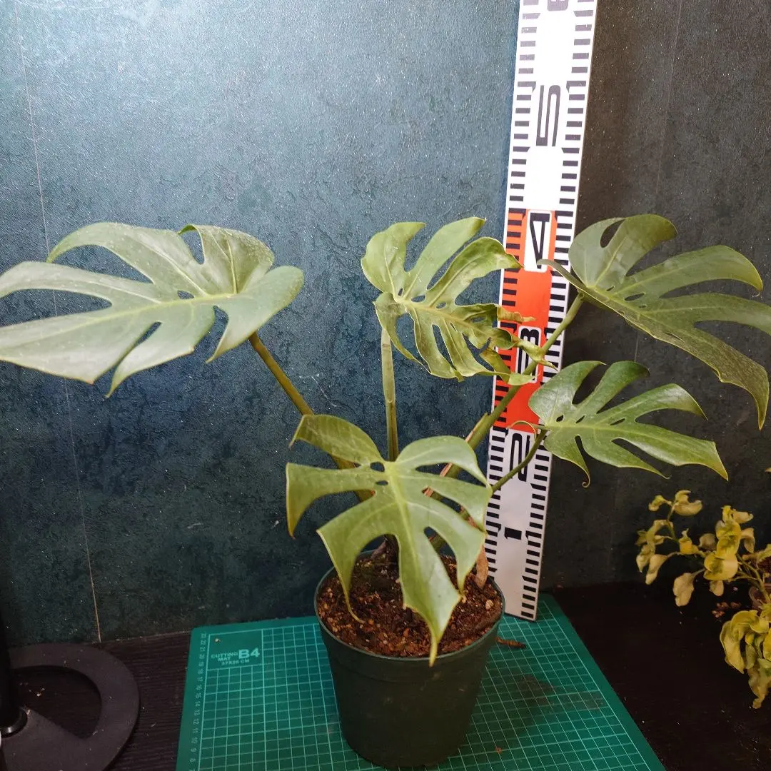 2026年最新】モンステラ コンパクタの人気アイテム - メルカリ