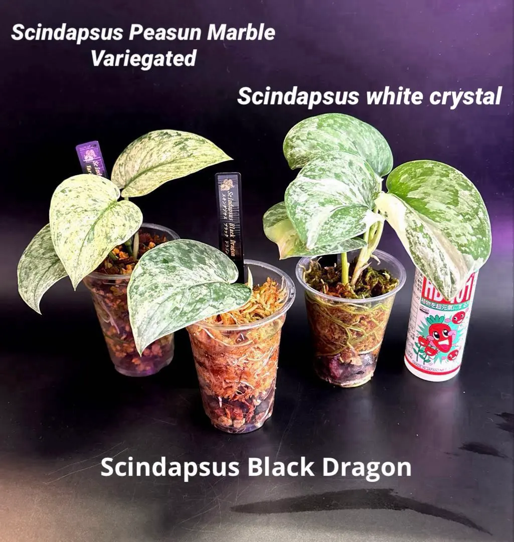 2026年最新】Scindapsus peasunの人気アイテム - メルカリ