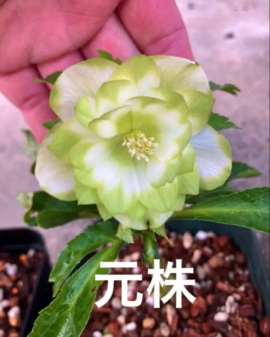 2026年最新】クリスマスローズ 利休の人気アイテム - メルカリ