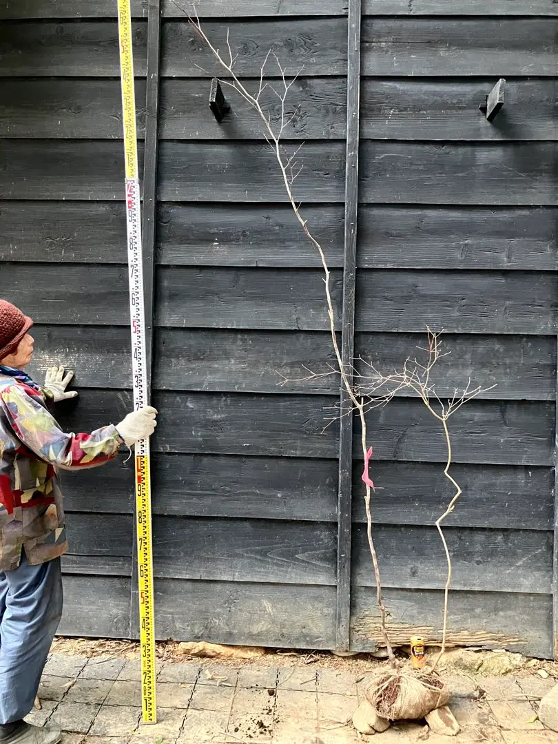 2026年最新】山採り ミツバツツジの人気アイテム - メルカリ