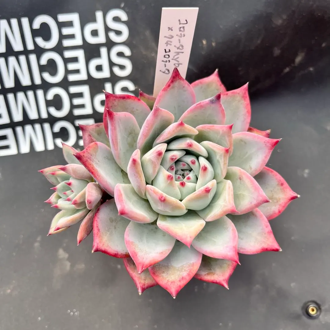 2026年最新】mさん苗コロラータの人気アイテム - メルカリ