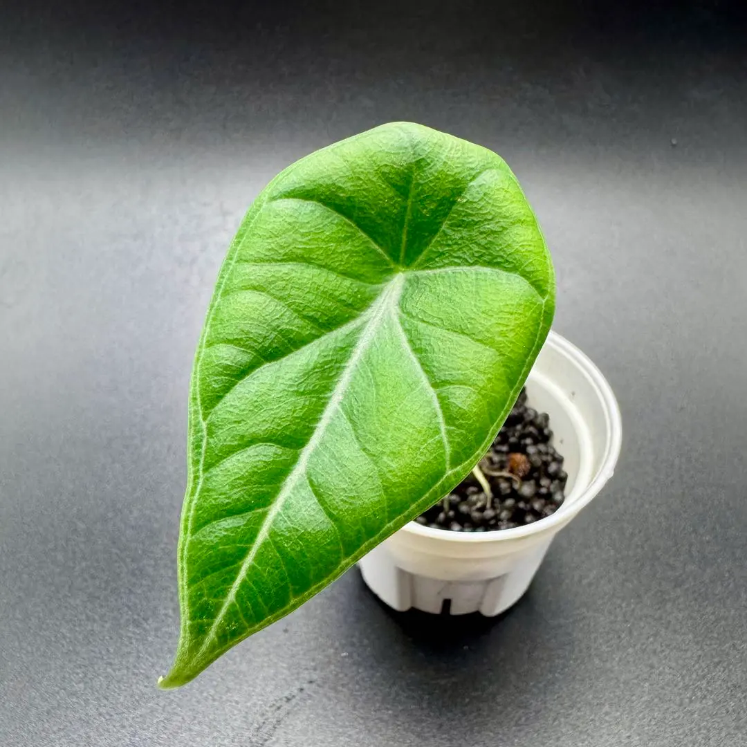 2026年最新】アロカシア マハラニの人気アイテム - メルカリ