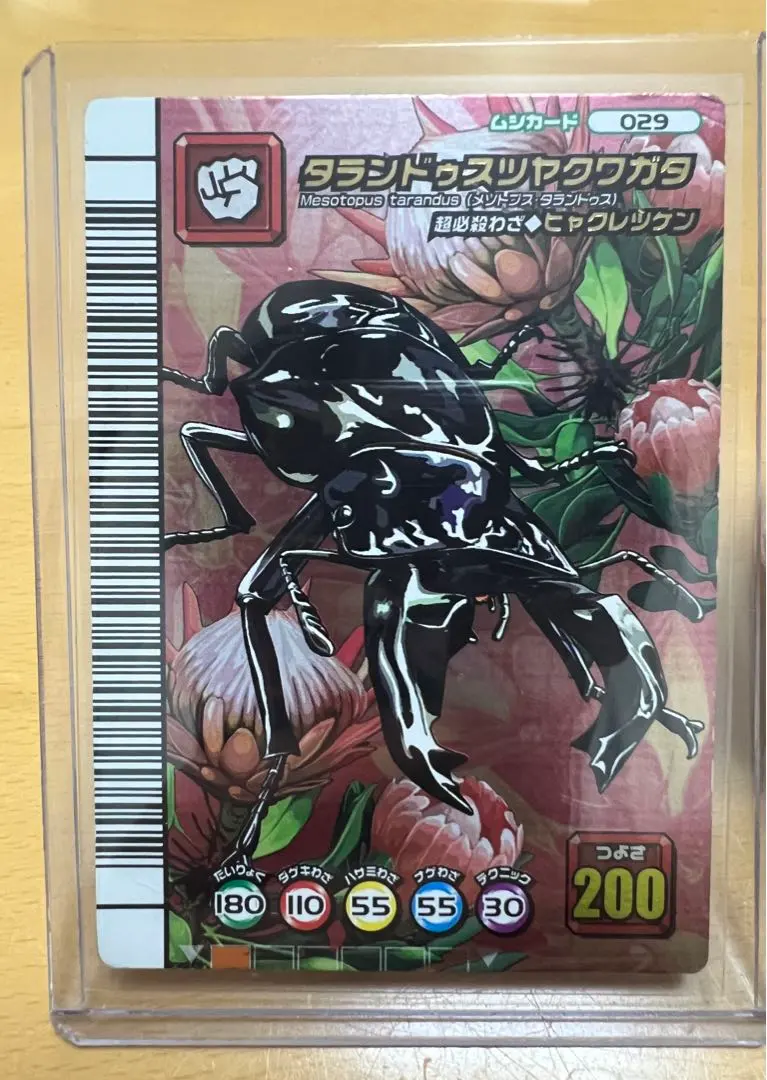 2026年最新】タランドゥスツヤクワガタ 5周年の人気アイテム - メルカリ