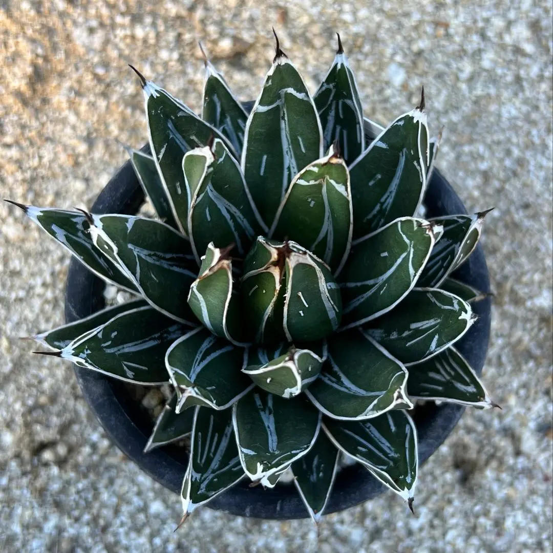 2026年最新】笹の雪 ダルマの人気アイテム - メルカリ